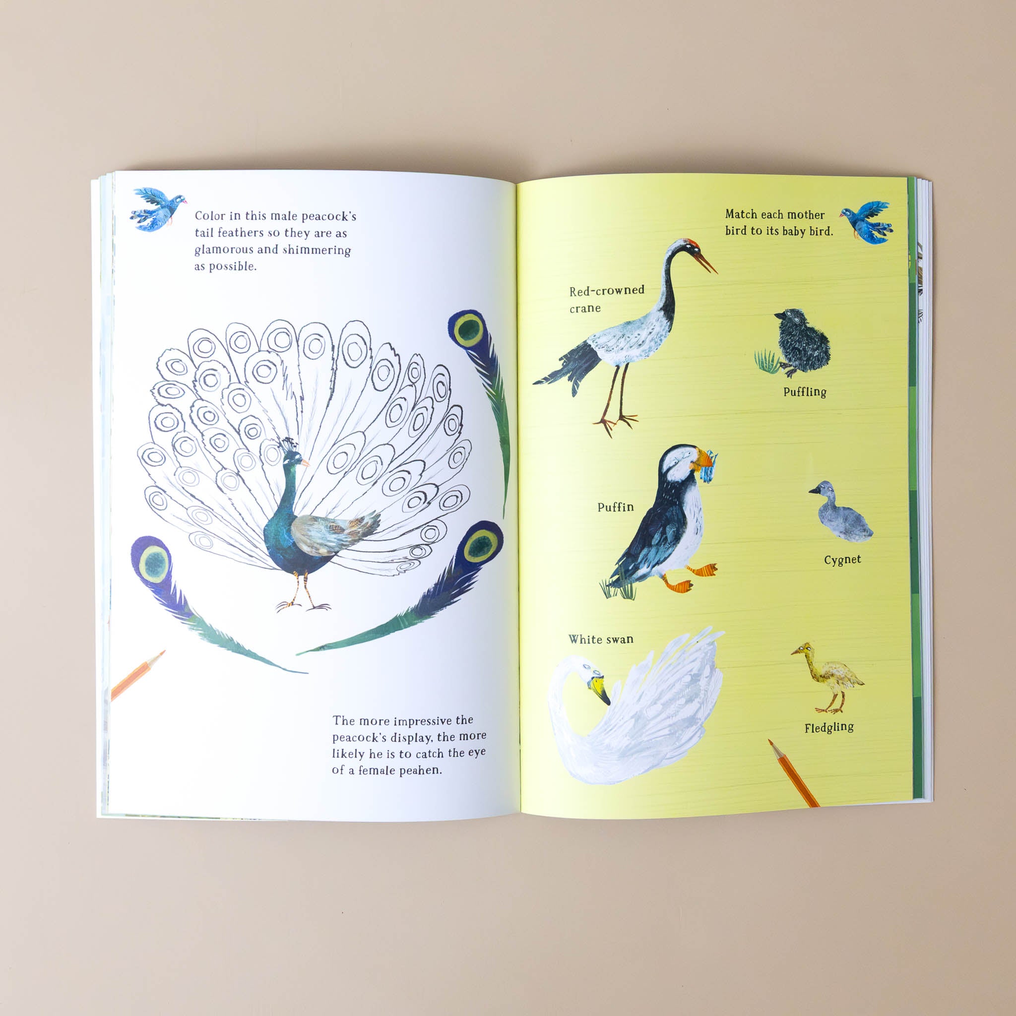 big-sticker-book-of-birds-cover-with-peacock-puffin-and-others-with-facts-about-the-birds