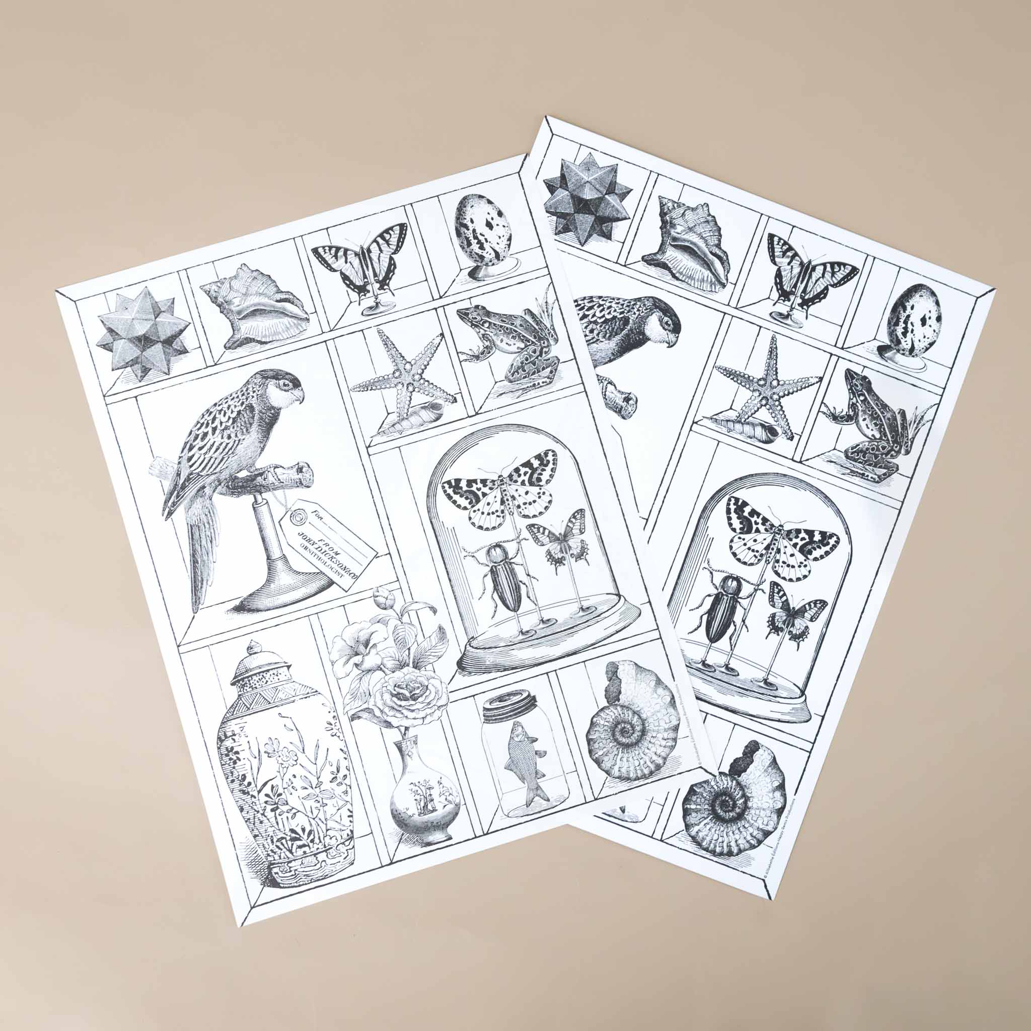 color-your-own-engraving-curiosities-wonders-of-nature-exotic animals-fossils-shells-black-and-white-image-test-and-final-print