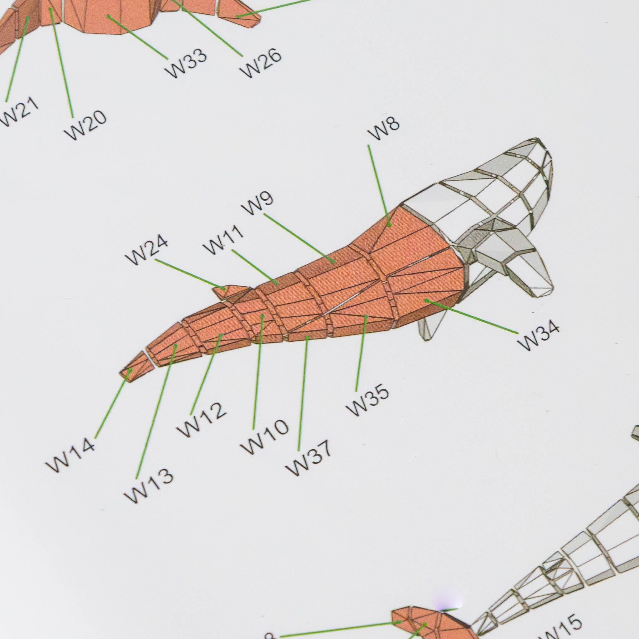 create-your-own-3-d-origami-blue-and-white-whale-model-kit-bend-instructions