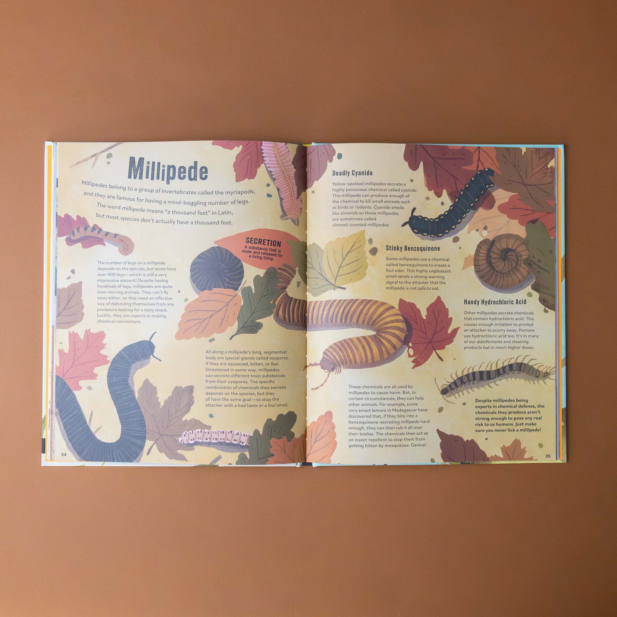 dont-squish-a-slug-book-llustration-and-text-about-a-millepede