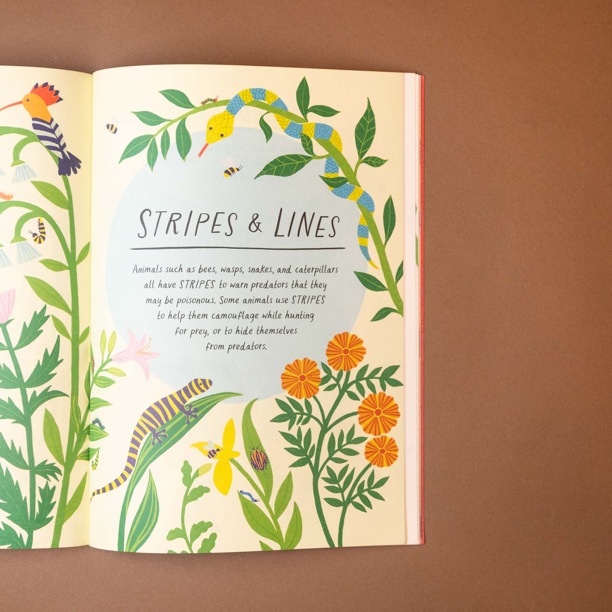 drawn-by-nature-patterns-Open book with illustrations of animals and plants on a brown background