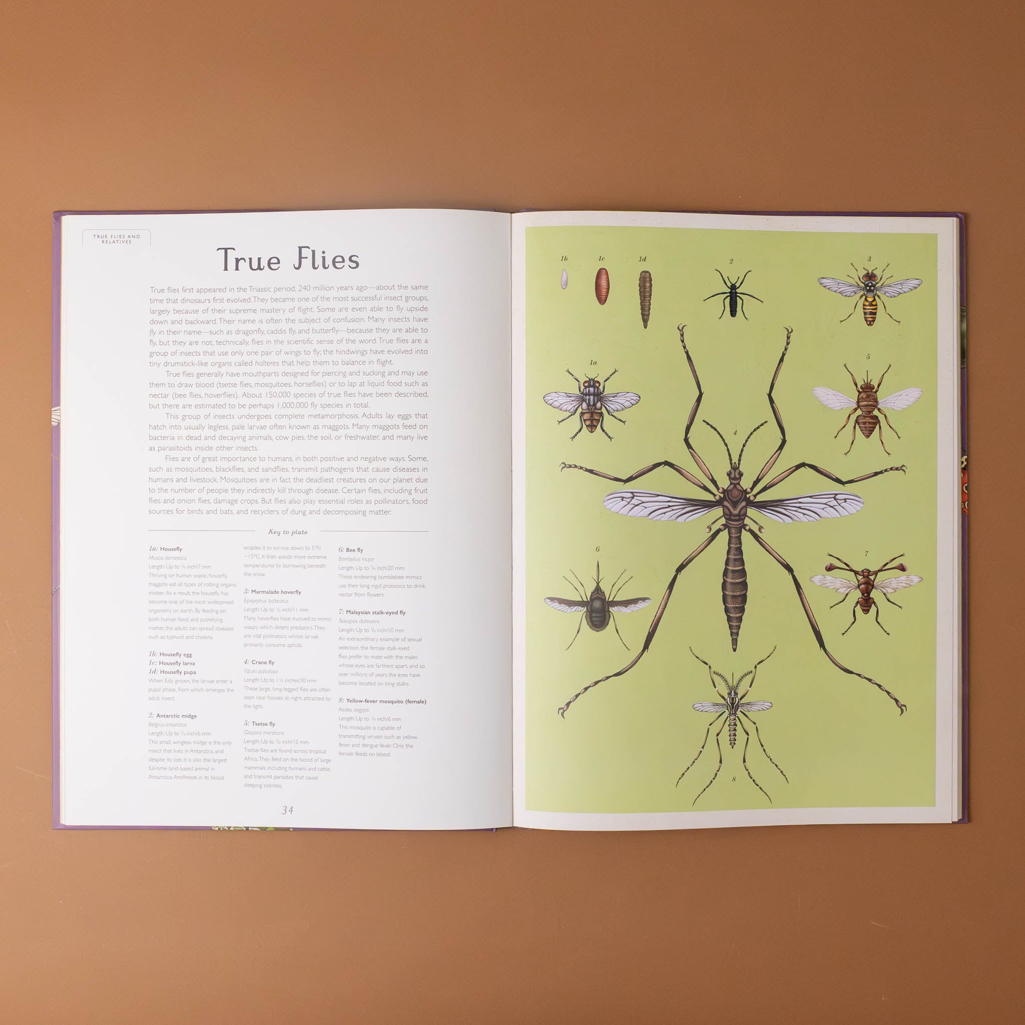 insectarium-book-illustration-of-true-flies-and-text