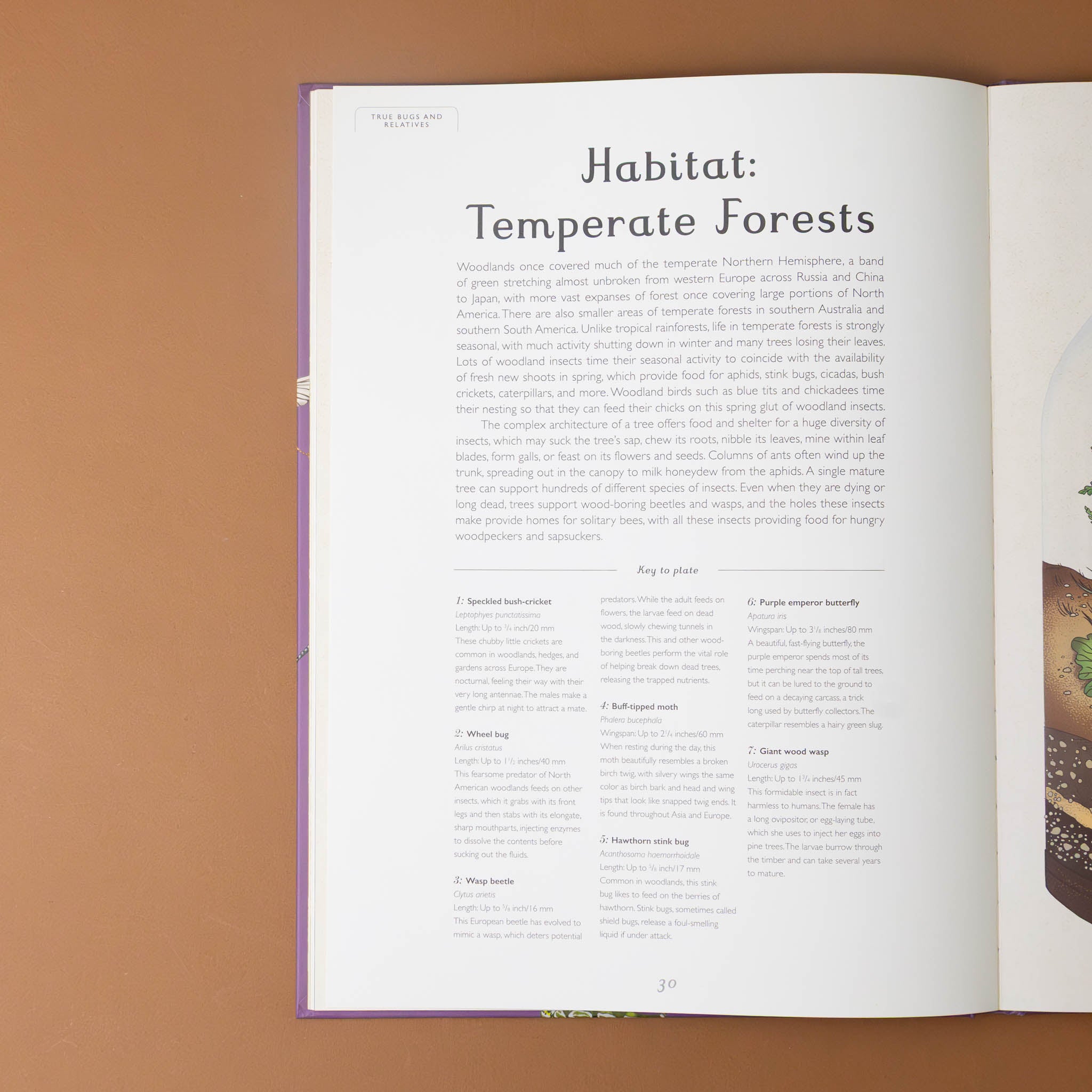 insectarium-book-text-titled-habitat-temperate-forests