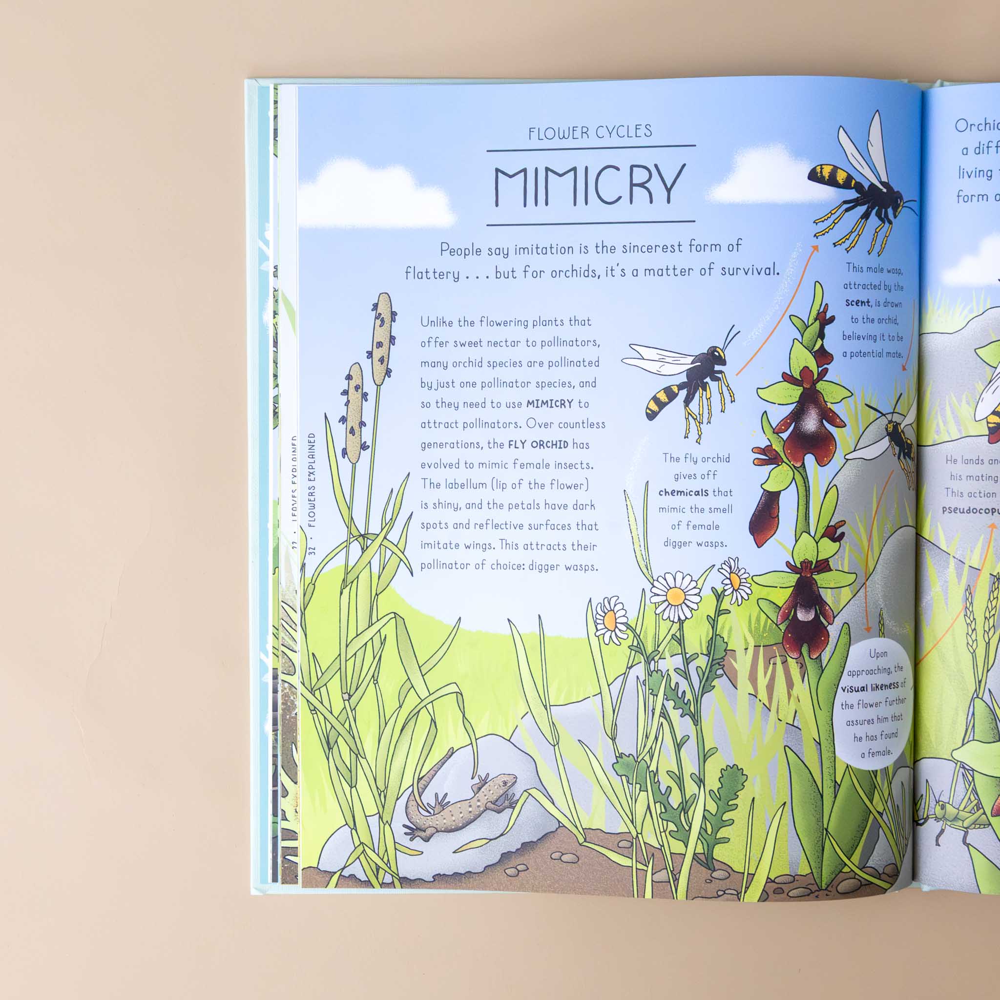 nature-explained-a-family-guide-to-20-nature-cycles-illustration-of-plants-anc-bugs-and-text-mimicry