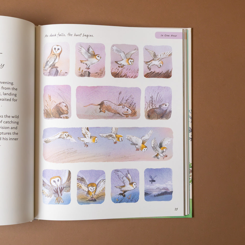 slow-down-box-set Open book with illustrated pages of a bird's life cycle on a brown background