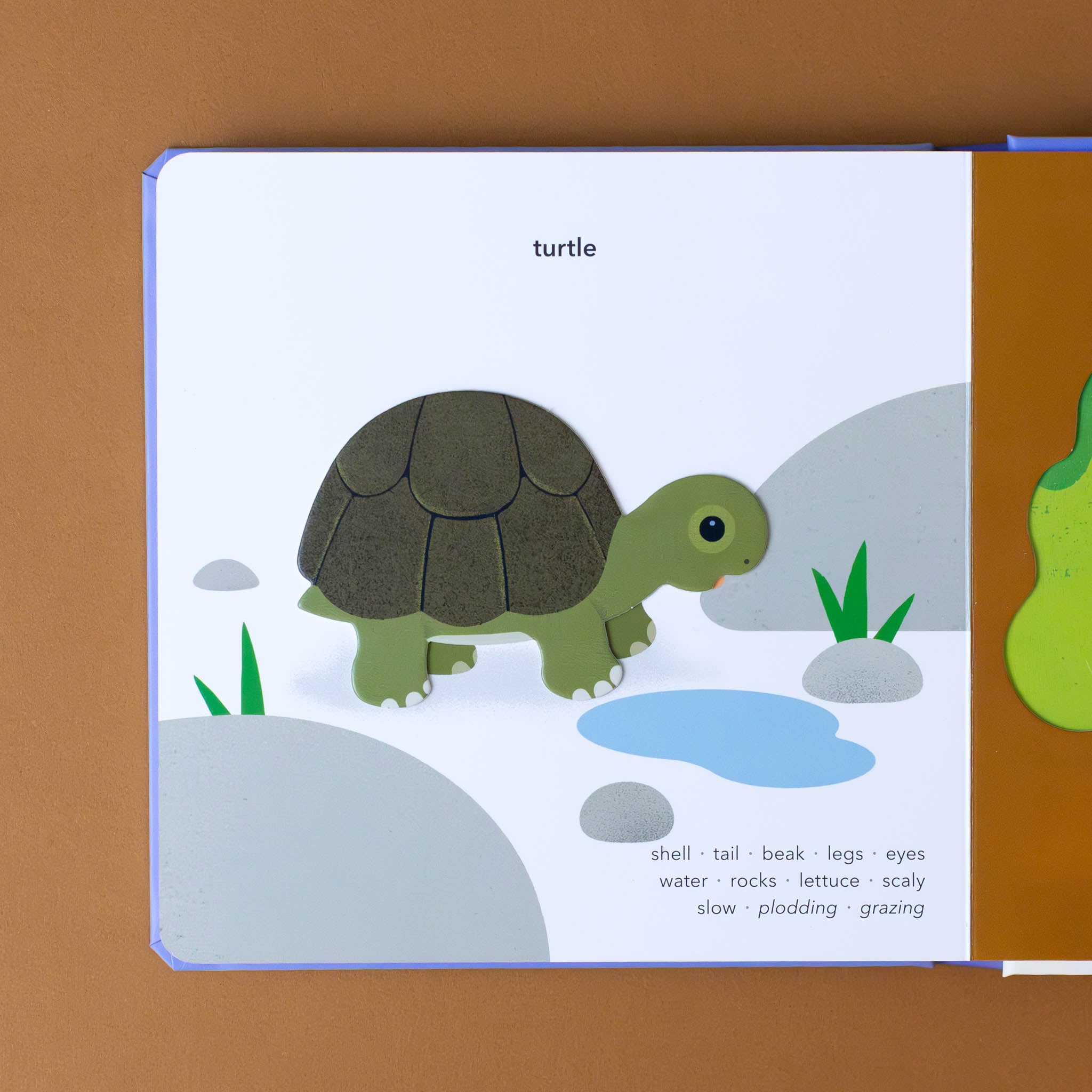 touch-think-learn-board-book-pets-text-turtle-with-a-green-turtle-with-texturaly-bumpy-shell