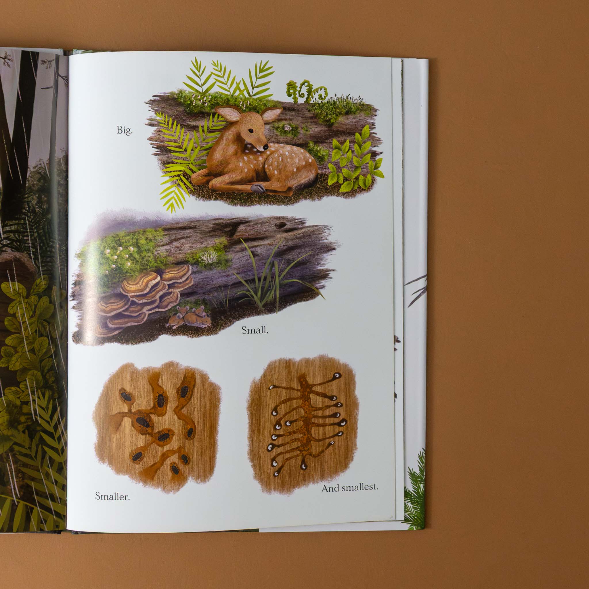 when-a-tree-falls-illustration-pages-of-fallen-tree-in-forest-with-illustration-of-different-bugs-eating-wood-and-deer-and-birds-around-to-eat-them