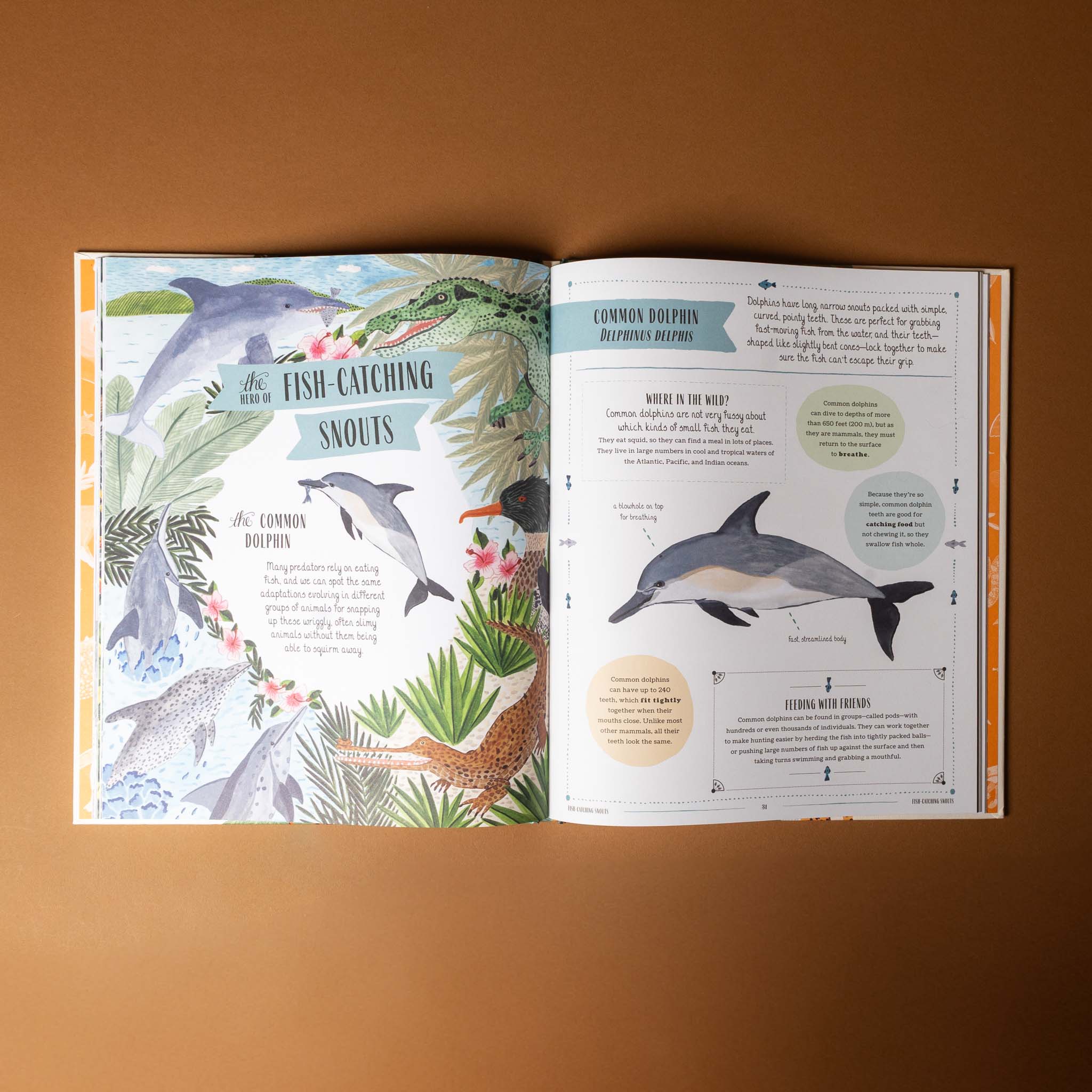 wild-a-family-guide-to-the-animal-kingdom-interior-page-open-to-fish-catching-snouts-with-illustration-of-dolphins