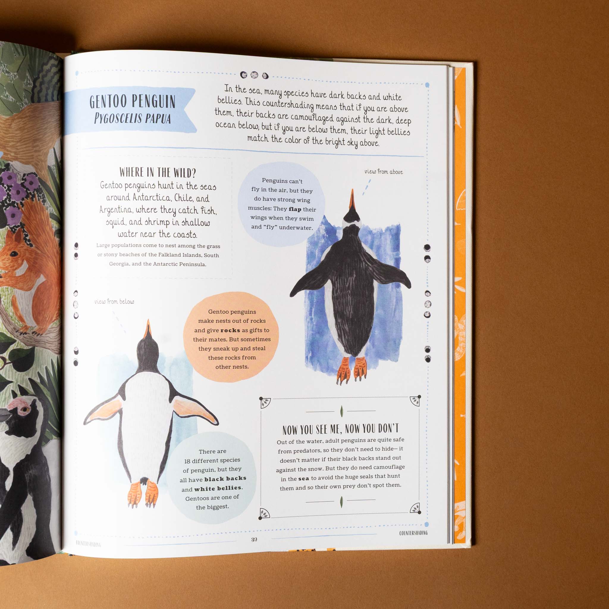 wild-a-family-guide-to-the-animal-kingdom-open-page-to-illustration-and-text-on-gentoo-penguin