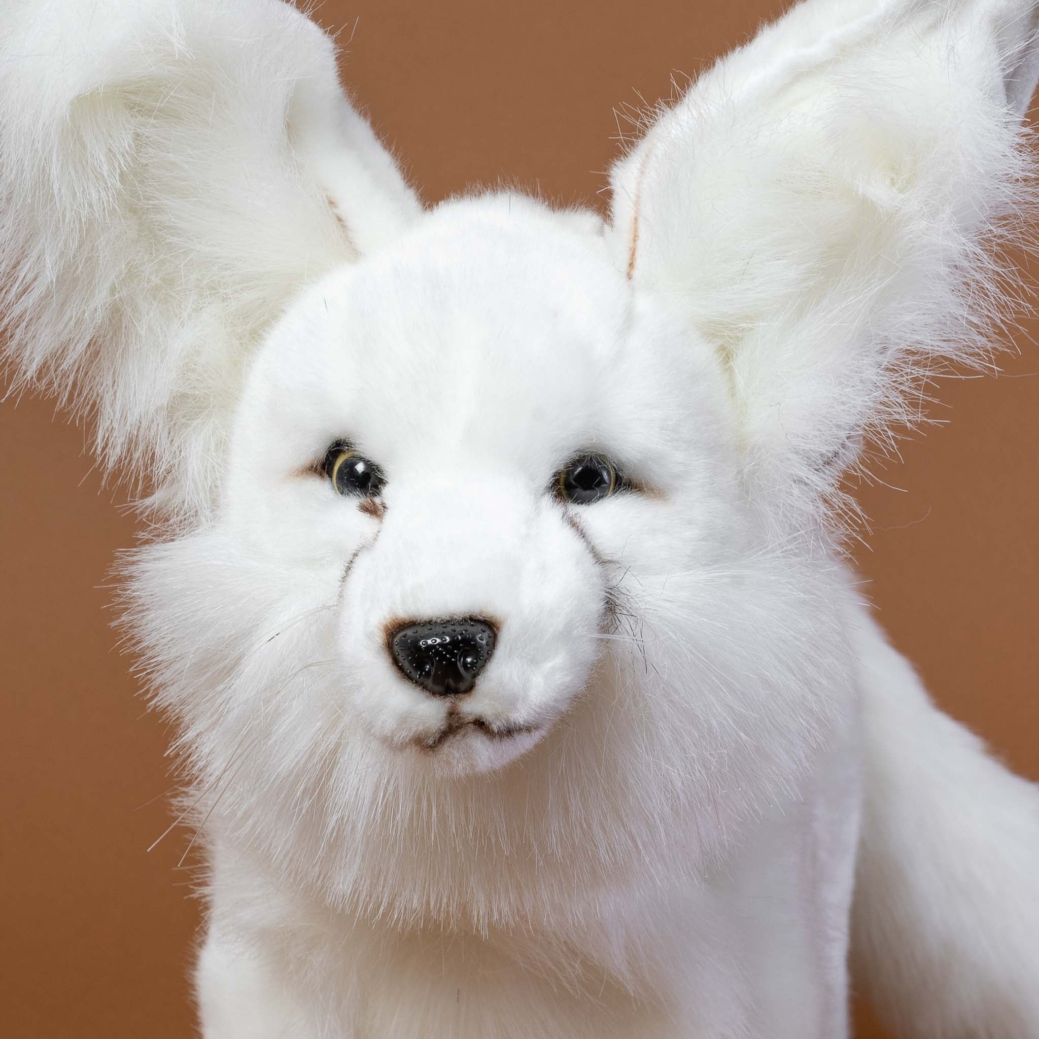 close-up-of-arctic-fox-face