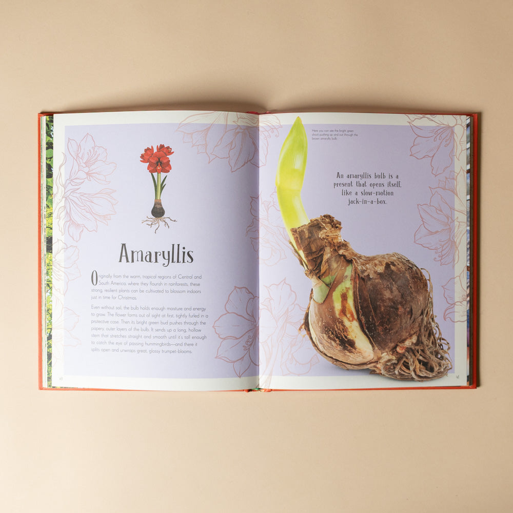 an-anthology-of-christmas-book Open book showing a page about an Amaryllis bulb with illustrations and text.