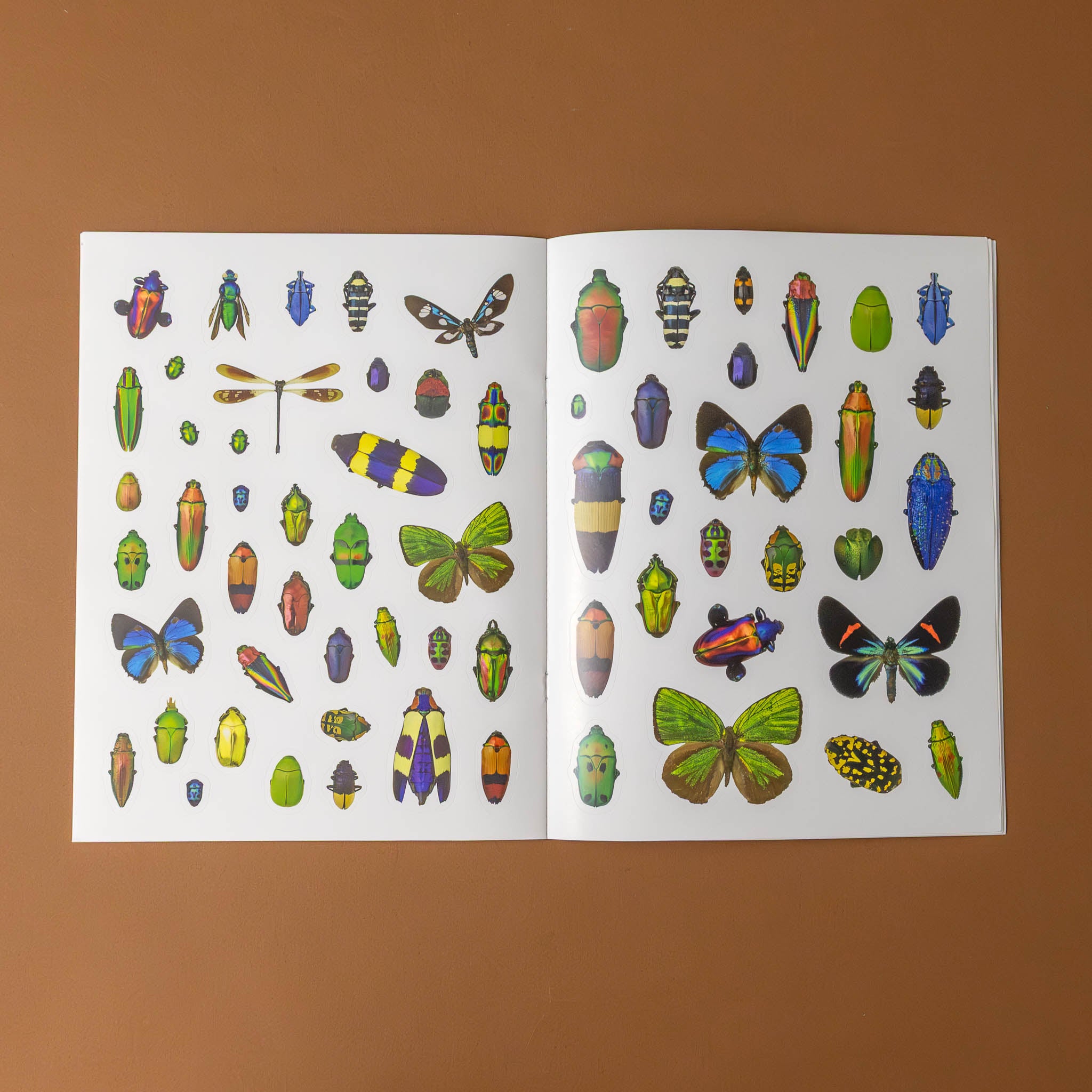 christopher-marleys-incredible-insects-sticker-book