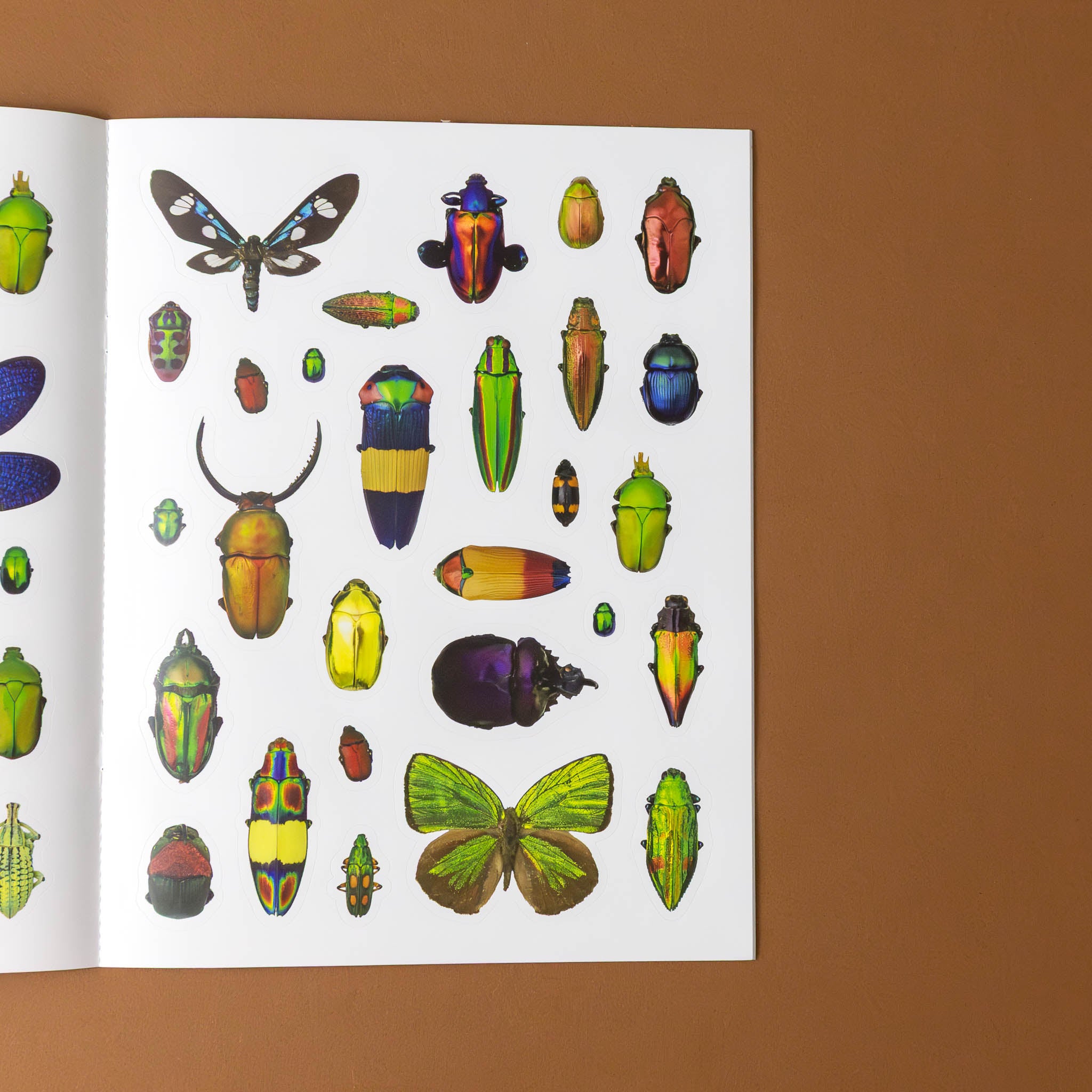 christopher-marleys-incredible-insects-sticker-book