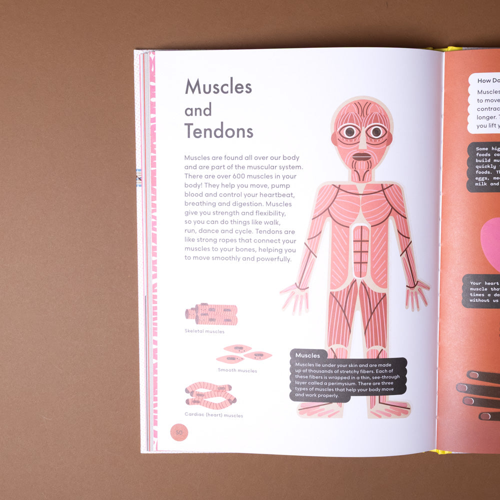head-to-toe-an-introduction-to-the-human-body Book open to a page about muscles and tendons on a brown background