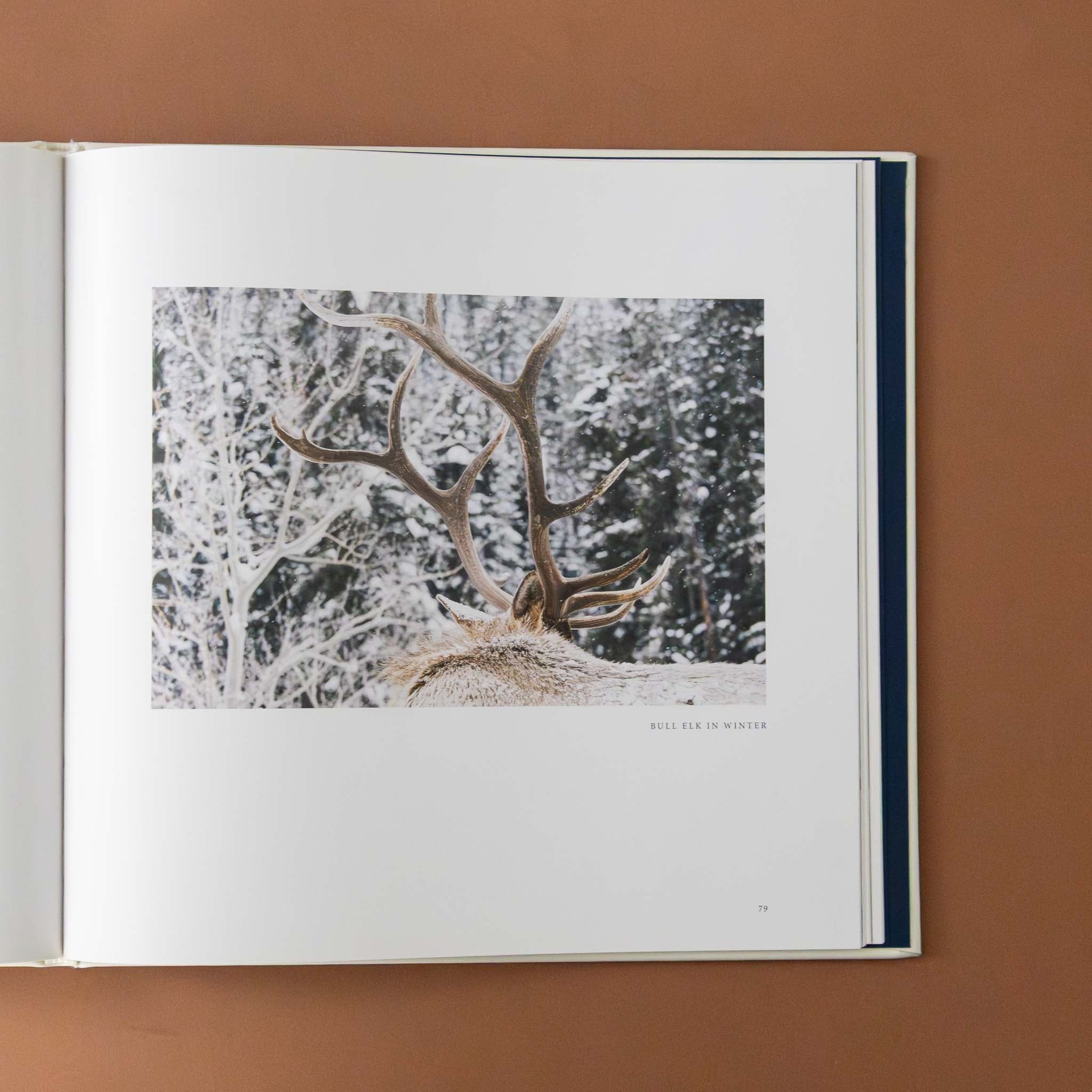 leather-bound-yellowstone-book-photo-of-antlers-against-snowy-trees