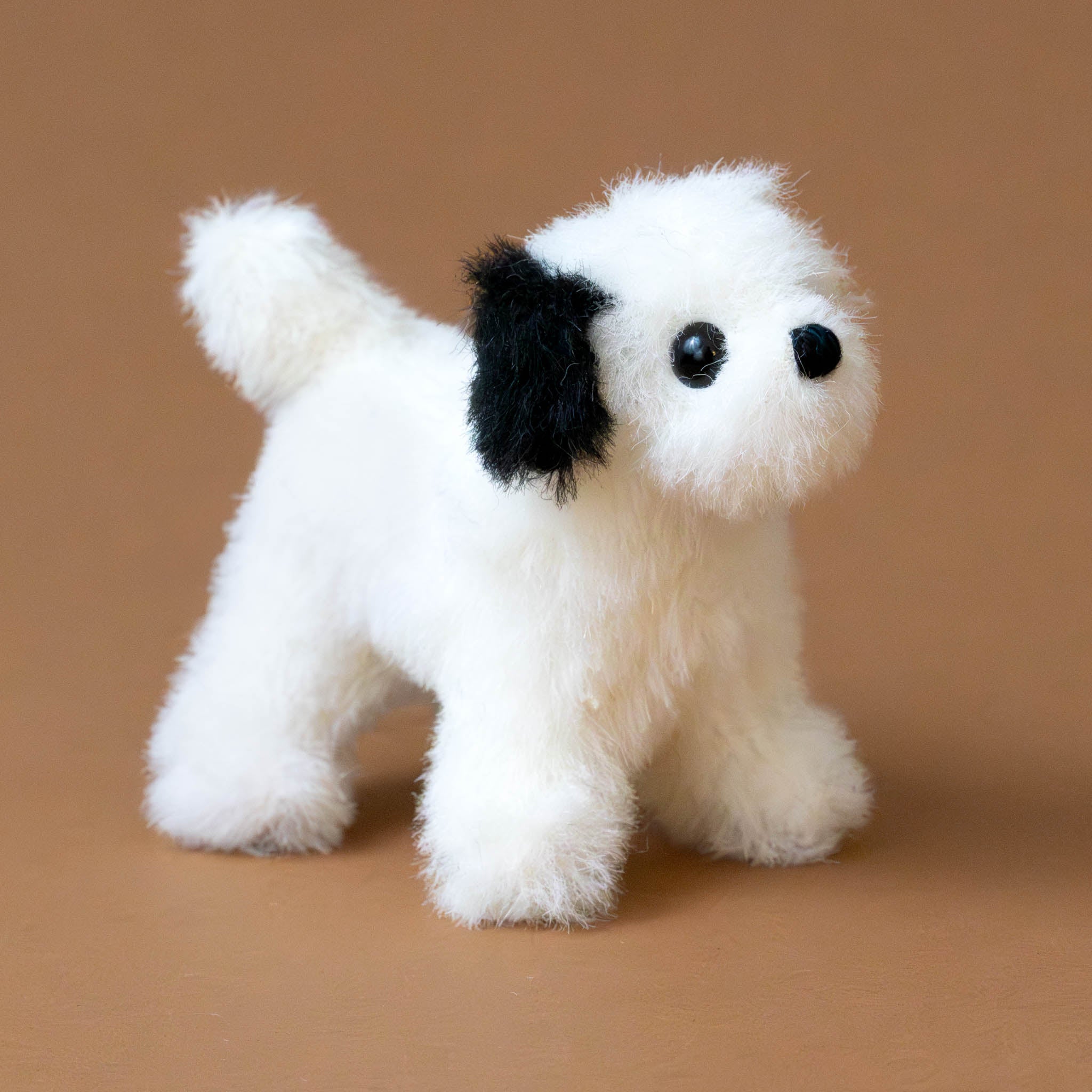 little-white-pup-standing-with-black-ear-side