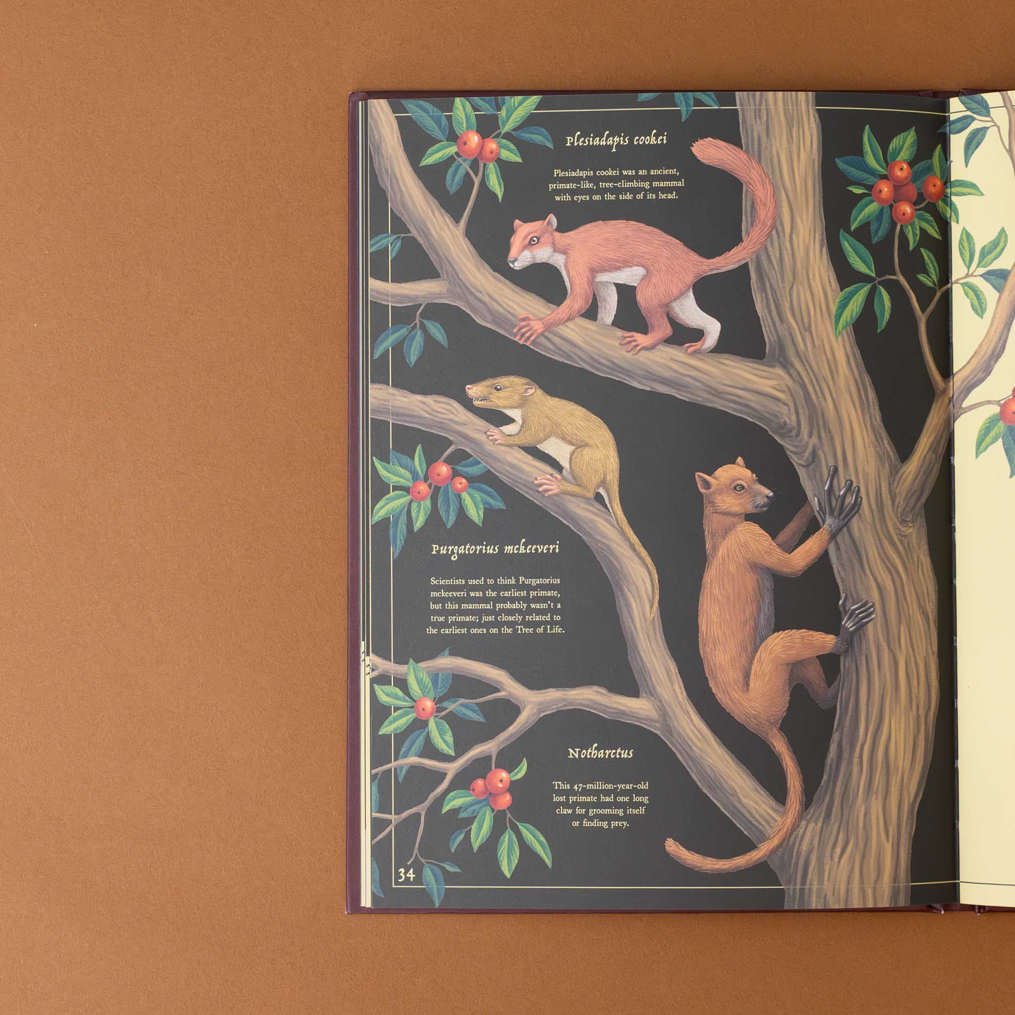 secret-stories-of-lost-beasts-images-of-rainforest-animals-in-trees