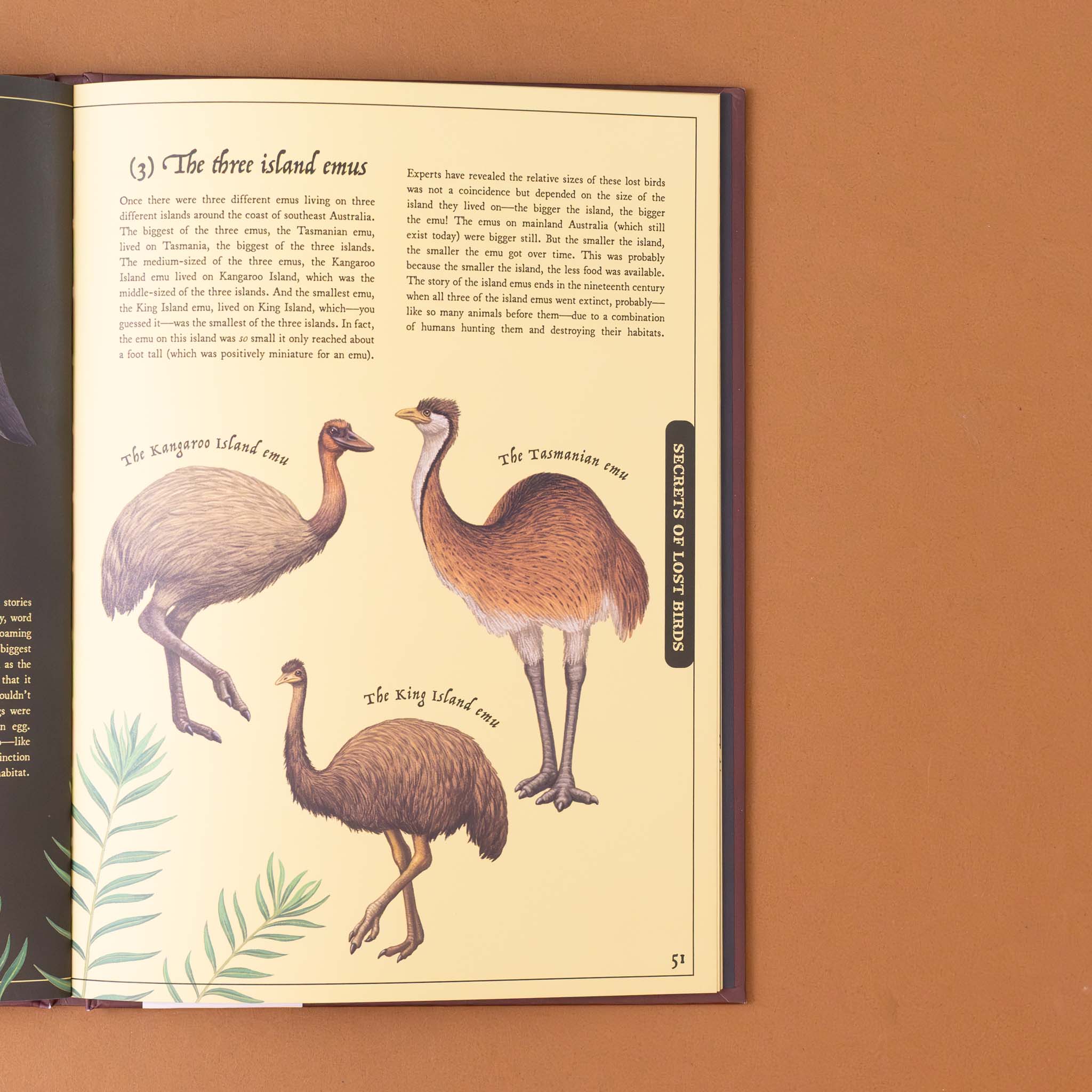secret-stories-of-lost-beasts-illustration-and-text-on-large-birds