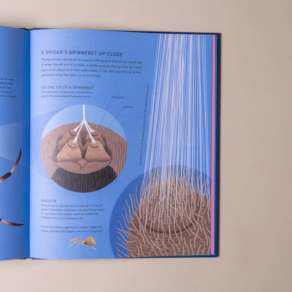 the-secret-world-of-spiderwebs Open book showing a spider's spinneret diagram with text on a beige background