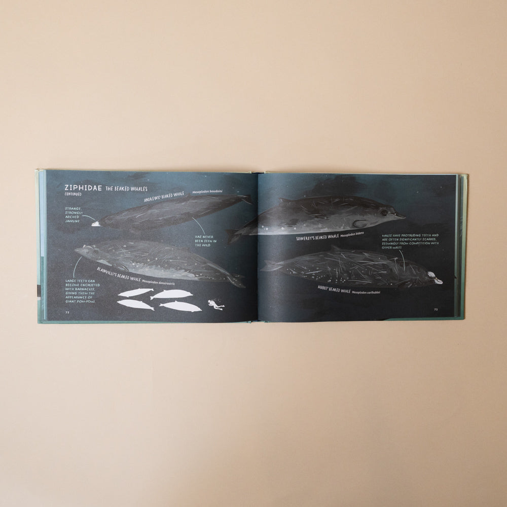 whales-book Open book showing illustrations of marine animals on a beige background